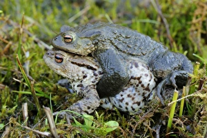 Amplexus Collection: Common Toad - amplexus - Switzerland