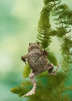 Aquatic Prints: Common Toad BB 599 Swimming underwater Bufo bufo © Brian Bevan / ardea. com