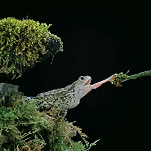 Common Toad - catching prey with tongue extended