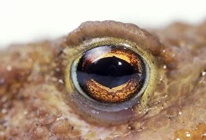 Common TOAD - close-up of eye
