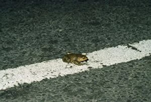 Images Dated 2nd May 2008: Common Toad - crossing road. UK