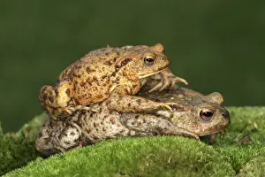 Common Toad France