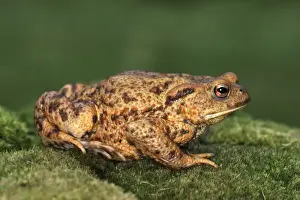 Common Toad France