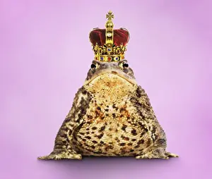Crown Prints: Common Toad - Frog Prince wearing crown