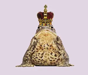 Crown Prints: Common Toad - Frog Prince wearing crown Digital Manpulation: Crown JD. Background colour