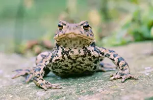 Proud Prints: Common Toad - On ground Lincolnshire, England, UK