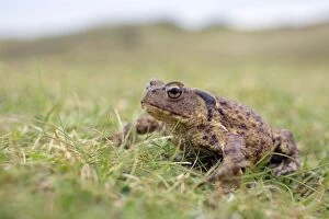 Images Dated 16th September 2012: Common Toad - Gwithian Towans - Cornwall, UK