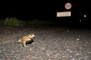 Bufo Bufo Gallery: Common Toad - male crossing a road at migration time