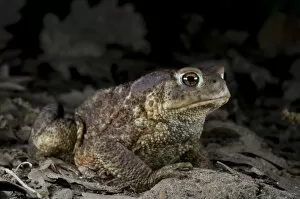 Bufo Bufo Gallery: Common Toad - at night