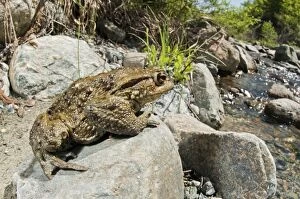 Images Dated 3rd May 2013: Common Toad on rock