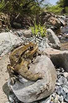 Images Dated 3rd May 2013: Common Toad on rock