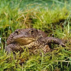 Common Toad - sits on moss and grass