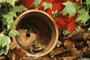 Common Toad SPH 1657 Adult in flowerpot UK. Bufo bufo © Steve Hopkin / ARDEA LONDON
