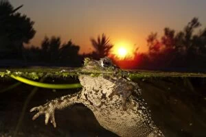 Bufo Gallery: Common Toad split view at sunset (composite image)
