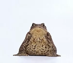 Amphibians And Reptiles Gallery: COMMON TOAD - studio