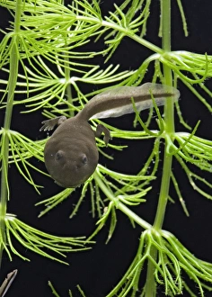 Images Dated 2nd July 2007: Common toad – tadpole with 2 legs Bedfordshire UK 004810m