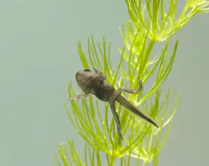 Tadpoles Prints: Common toad – tadpole with 4 legs Bedfordshire UK 004910