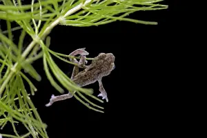 Common toad – tadpole with 4 legs but no tail UK 004985