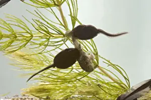 Common toad – tadpole 5 weeks - cannibalism – x0. 7 – Bedfordshire UK 004563