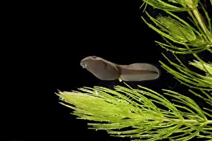 Freshwater Prints: Common toad – tadpole 5 weeks – x0. 6 – black background Bedfordshire UK 004542