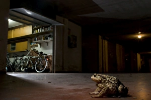 Images Dated 28th July 2009: Common Toad - in urban environment at night