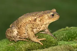 Toads Prints: Common Toad - side view. Alsace. France