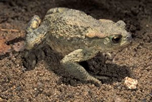 Bufo Gallery: Common toad - Walking