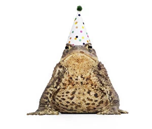 Common Toad wearing Birthday party hat