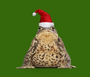Common Toad wearing Christmas hat