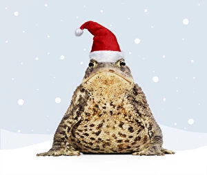 Common Gallery: Common Toad wearing Christmas hat in winter scene