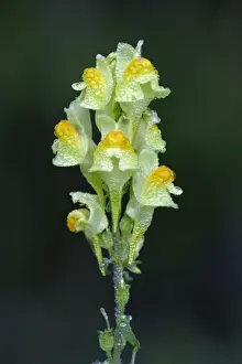 Droplets Prints: Common Toadflax - flowers covered with morning dew, autumn, Lower Saxony, Germany