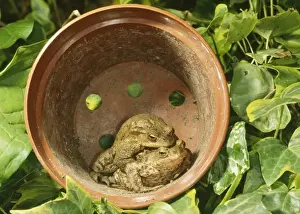 Common Toads - Mating pair in flower pot, UK