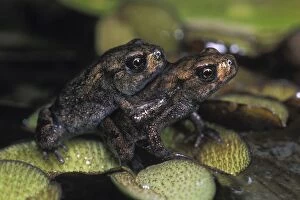 Common TOADS - young animals in adult stage, on water plants in garden pond