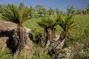 Ferns Gallery: Common Tree Fern Drakensberg Mountains, South Africa