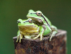 Frogs Collection: Common Tree Frog (Hyla arborea), mating pair. Cyprus