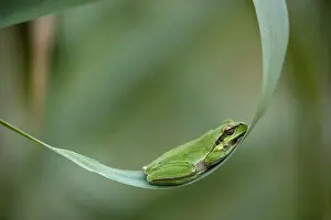 Cyprus Prints: Common Tree Frog - resting in its hammock (!), evening. south Europe. Cyprus