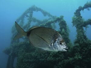 Vulgaris Gallery: Common Two-banded Seabream by wreck (composite image)
