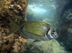Blacktail Gallery: Common Two-banded Seabream young (composite image)