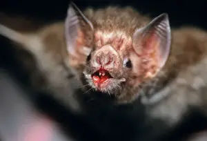 Scary Prints: Common Vampire Bat - close-up face after feeding Sao Paulo, Brazil