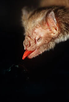 Common Vampire Bat - close-up of head when feeding, tongue extended