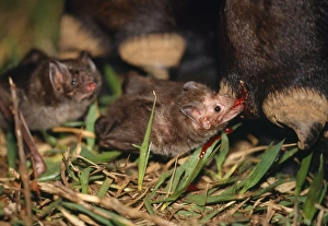 Images Dated 23rd November 2007: Common Vampire Bat - feeding on Cow's leg, with another bat waiting. Sao Paulo Brazil