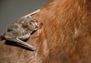 Common Vampire BAT - feeding on neck of horse
