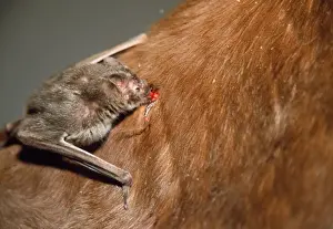 Brazil Prints: Common Vampire Bat - feeding on neck of horse Sao Paulo state Brazil