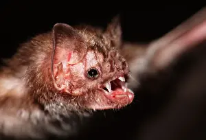 Scary Prints: Common Vampire Bat NG 1403 Close shot of head - Sao Paulo state