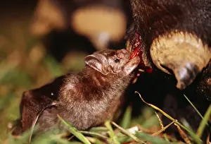 Scary Prints: Common Vampire Bat NG 1417 Feeding on cow's leg at night - Sao Paulo state