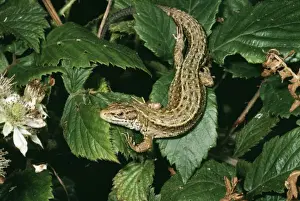 Hedgerows Prints: Common / Viviparous Lizard