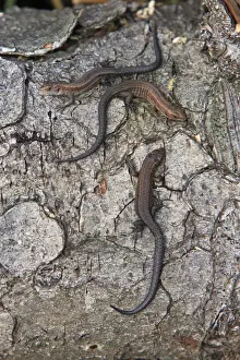 Common or Viviparous Lizard - 3 young reptiles basking in the sun on a log, Lower Saxony, Germany