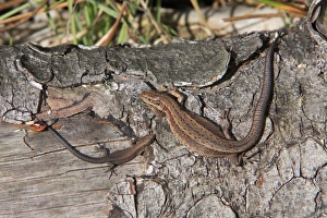 Images Dated 2nd September 2007: Common or Viviparous Lizard - adult and young reptile, basking in the sun on a log