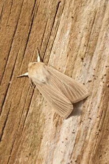 Images Dated 23rd May 2010: Common Wainscot - North Lincolnshire - England