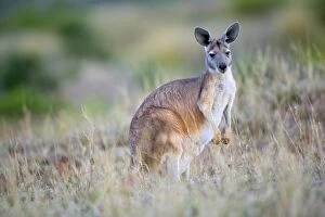 Common Wallaroo - adult in grassland standing on attention on its hind legs